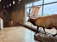 Taxidermied elk sporting the Holy Cow reunion sign in the foyer