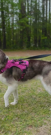 Husky with pink harness on a walk