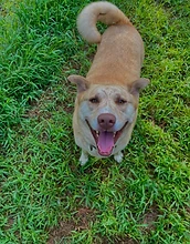Happy tan dog looking up from the grass