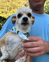 Small tan and white dog wearing a blue bandana outdoors