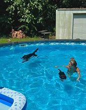 Chloe swimming with two dogs in the pool