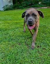Brindle dog trotting across the yard