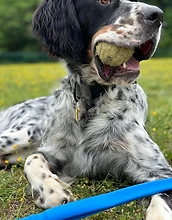 English setter with a tennis ball