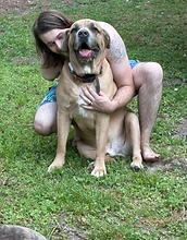 Person cuddling a large tan dog