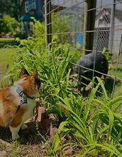 Corgi sitting by garden fence looking at pig