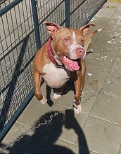 Pit bull after bath shaking water off