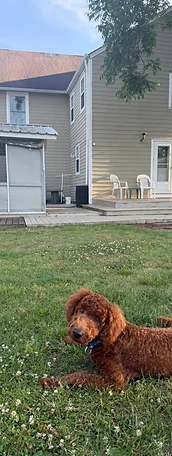 The Barkyard Barn property with a dog on the lawn