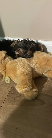 Tiny Yorkie puppy sleeping on a stuffed animal