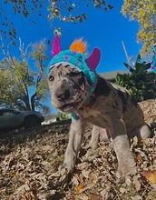 Puppy in a costume hat in fall leaves