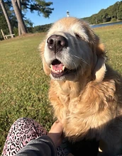 Golden retriever smiling in the sunshine