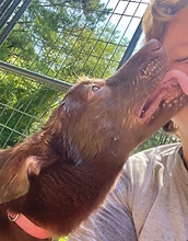Chloe licked by a wet dog in the kennel