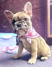 French Bulldog puppy wearing a donut bandana