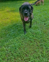 Brindle mastiff running toward the camera