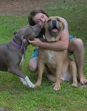 Person hugging two large dogs on the grass