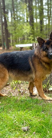 German Shepherd standing proudly in the yard