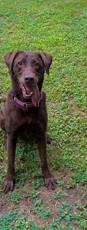 Chocolate Labrador retriever in the yard