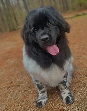 Shaggy black and white spotted dog on pine needles
