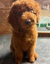 Goldendoodle puppy portrait