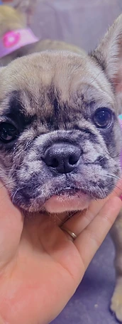 French bulldog puppy wearing pink vest
