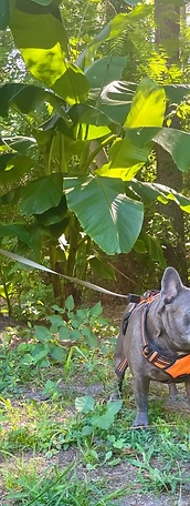 Blue French bulldog on a walk by banana trees