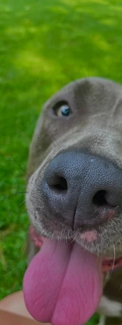 Blue-eyed gray dog close-up licking camera