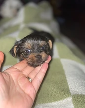 Newborn Yorkshire terrier puppy in a palm