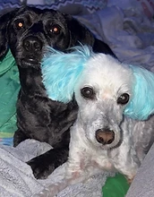 Two small dogs with blue-dyed ears snuggling