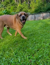 Tan dog in a lush green backyard