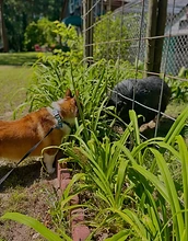 Corgi sniffing at garden fence next to a pig