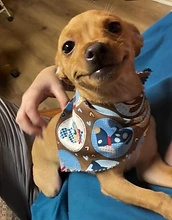 Tiny chihuahua mix in a bandana being cuddled