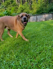 Tan mastiff standing in a fenced yard
