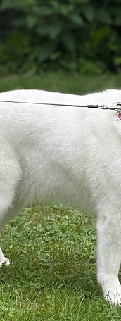 White Husky on a leash in green grass