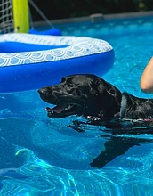 Black lab swimming in the pool