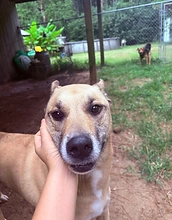 Dog face close-up being held at the barn