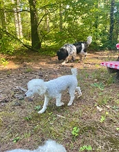 Two dogs exploring the forest yard