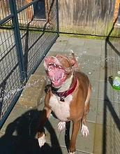 Pit bull enjoying a bath at the grooming station