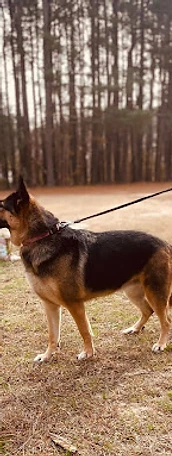 German Shepherd in the forest