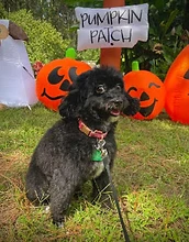 Small black dog by the pumpkin patch
