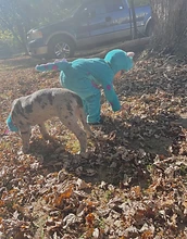 Child and dog playing in fall leaves