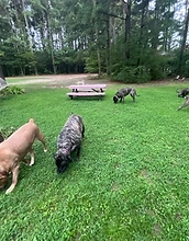 Multiple dogs playing on the Barkyard Barn lawn
