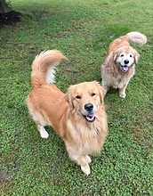 Two golden retrievers playing on the lawn