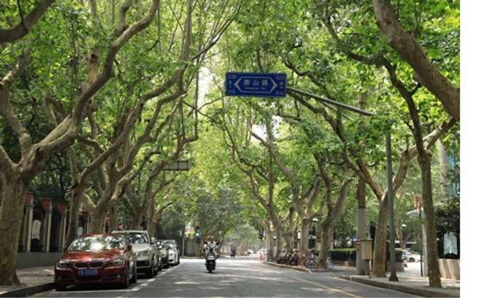 Hengshan Road — a leafy avenue marked by its iconic blue street sign