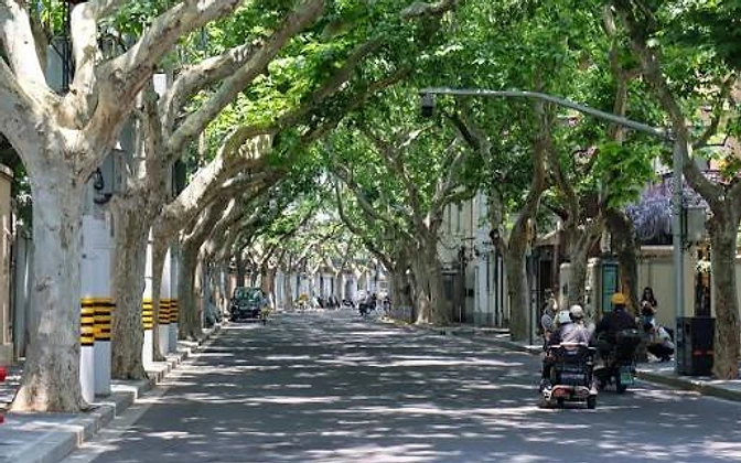 Tree-lined Xinhua Road