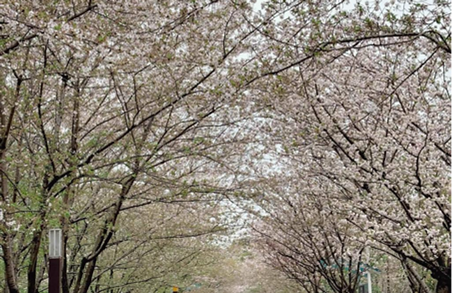 Gucun Park — a cherry blossom tunnel in full bloom