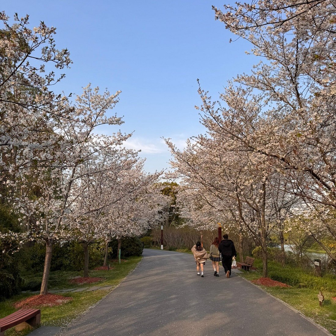 5 of the Best Parks in Shanghai: Marriage Markets, Art & Cherry Blossoms