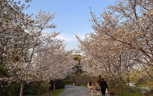 Cherry blossom tunnel at Gucun Park