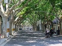 Plane-tree tunnels along the villa streets of Xinhua Road.