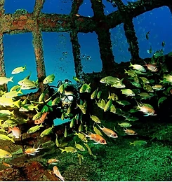 Galeria Jedivers