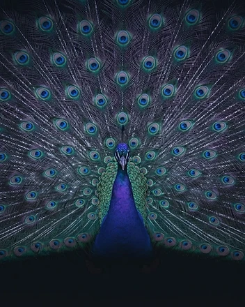 Royale the peacock displaying his train