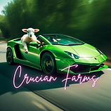 Crucian Farms — the lamb at the wheel